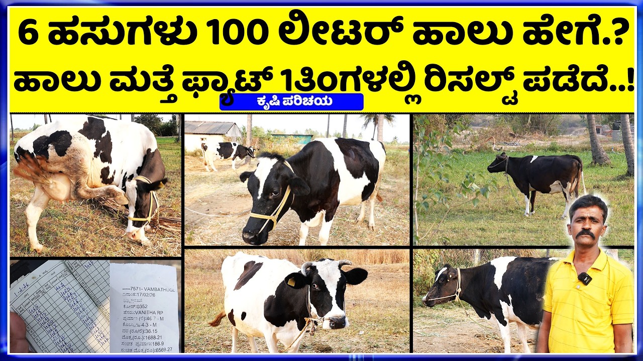 Call- 9108053345, 9108063345 ಹಸುವಿನ ಹಾಲು ಮತ್ತು ಫ್ಯಾಟ್ ಕಮ್ಮಿ ಇದೆಯಾ? ಈ ಒಂದು ಐಡಿಯಾ ಪರಿಹಾರ!