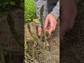 Harvesting asparagus. #gardeningincanada #garden #permaculture #asparagus