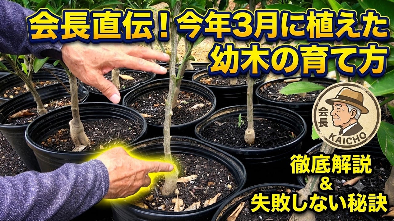 A Comprehensive Guide to Spring Sapling Care - YouTube