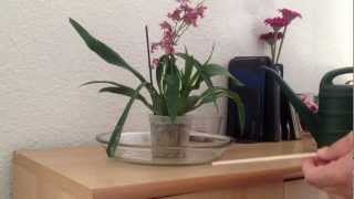 Watch me water my orchids in sphagnum moss. Lots of moss growing