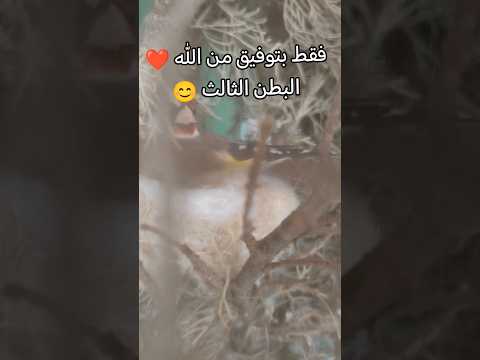 من أجل التأكد من طبيعة النمط الجيني للطائر طافر بري وجب الإستفادة من أكبر عدد ممكن من البطون