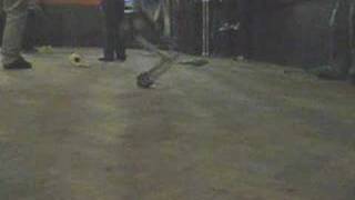 Poweriser jump slow