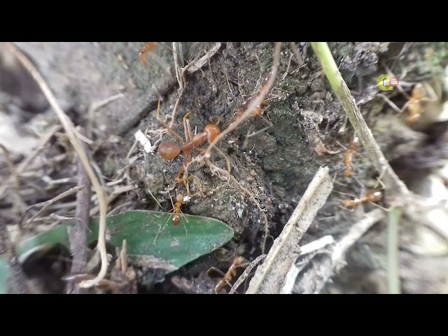 The little ant helps his friend who was caught by the big ant class=