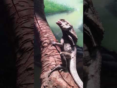 camera iphone 8 plus apk Frilled Dragon feeding Part 2- Bandit ❤️