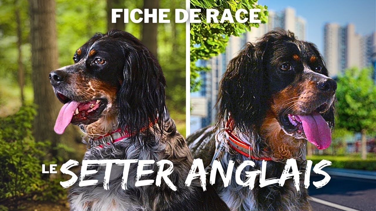 Setter Anglais