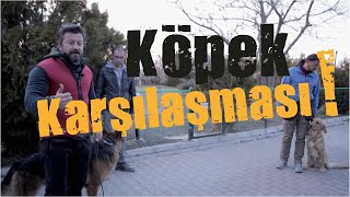 Köpek Karşılaşması