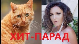 Реакция кота на 