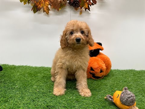 Video Cavapoo