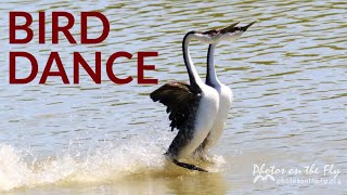 Western Grebe Dance