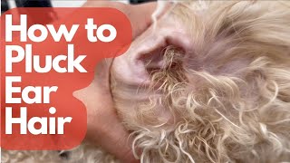 HOW TO PLUCK DOG EAR HAIR