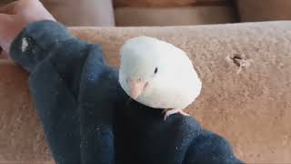 Sonny the Parrotlet says hello