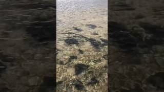 A Mermaid In Laytown