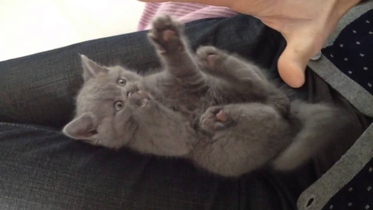 Cute British Shorthair Kitten - 8 weeks old Karl playing ...