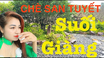 Khám Phá TOP 10 Địa Điểm Đẹp Nhất Suối Giàng Gốc Chè Cổ Thụ 500 Năm