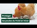 Poulailler et hiver  lastuce imparable pour savoir si vos poules ont froid