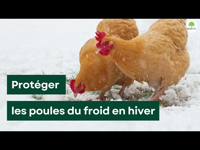 Poulailler et hiver : l’astuce imparable pour savoir si vos poules ont froid class=