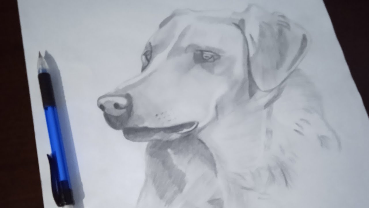 Labra Pic Labra Dog Sketch🤗 ️ - YouTube