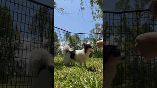 Funny activities of my dog ​​while feeding