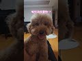 행복한 쿠키 #입양하세요 #파양견 #강아지일상 #푸들