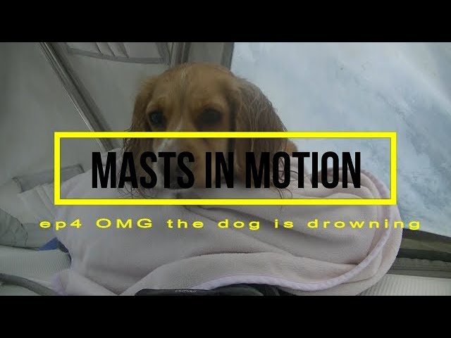 OMG the dog is drowning (SailingRhumor) ep 4 Sailing Scotland