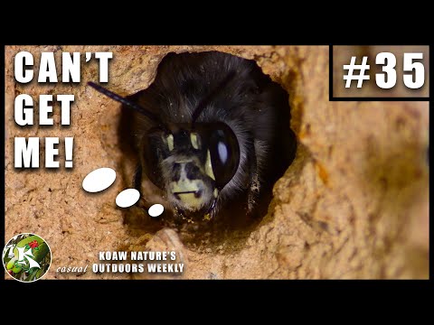 วีดีโอ: ข้อมูล Digger Bee: ผึ้งบนดินมีอะไรบ้าง