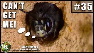 'Self-Isolating' Digger Bees! | KNOW #35 by Koaw Nature 2,590 views 4 years ago 2 minutes, 48 seconds