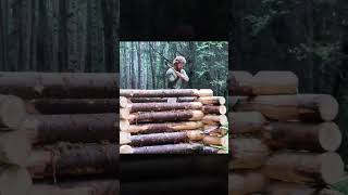 Building a Cabin in the Far North - Part 1 #construction #building #buildhouse #logcabin #offgird