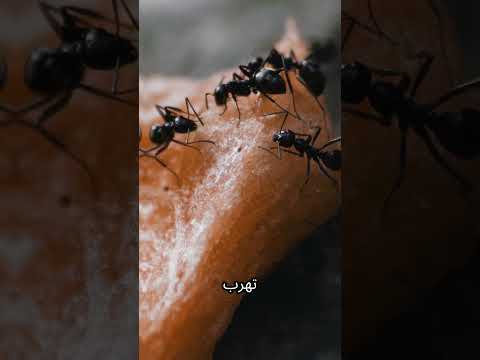 هل النمل يخاف من السكر