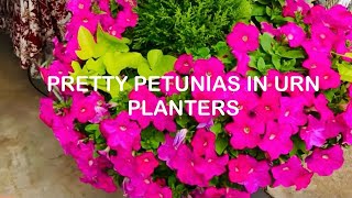 Petunias In The Urn Planter Are Having Repeat Blooms #petunias #urn #planter #blooms #garden