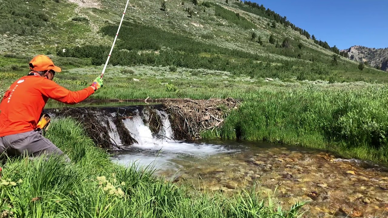 Tanuki Pocket Ninja rod flex