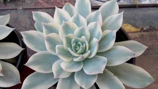 Echeveria Desmetiana Variegada