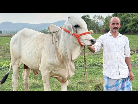 పాల పళ్ళ కోడెలు అమ్మబడును-bulls for sale-ox for sale-oxen for sale-cattle for sale-ox videos-bulls