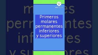A Qué Edad Erupcionan Primeros Molares Permanentes Ía Óndentaria