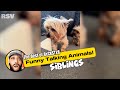 Best of rxckstxr funny talking animal voiceovers compilation 1