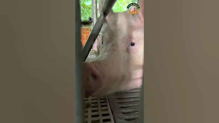 mother pig #farmer #pig #hogger #pigbreeder #animals #pigfarmer #pigfeed #piggy #pigfarming