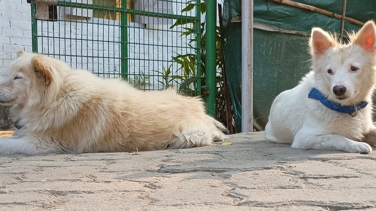 Coco, Cheeku and Tuntuni live with their cute and funny banters
