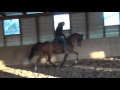 SHF For The Cause -- 2011 Arabian Hunter Pleasure Gelding For Sale