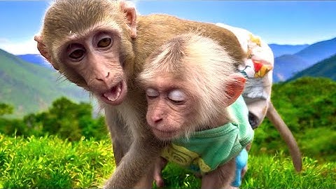 How was the weekend of monkey BiBi and BR?