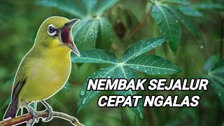 MASTERAN PLECI NEMBAK SEJALUR