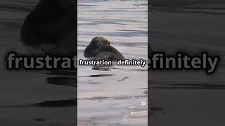 The Cute Animal That's Actually a Brutal Hunter #animals #ocean #wildlife
