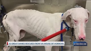 32 great danes rescued from va home