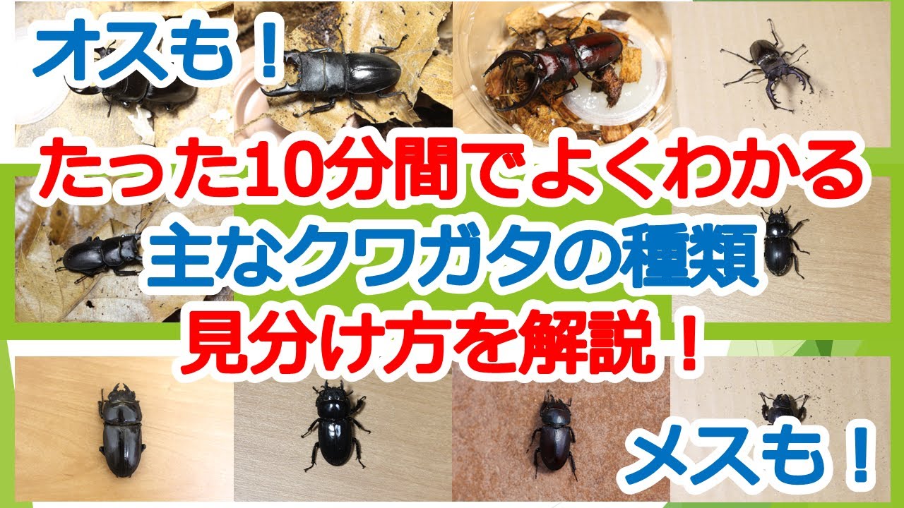ミヤマクワガタのメス】見分け方や産卵セットの組み方を徹底解説 | 蝶