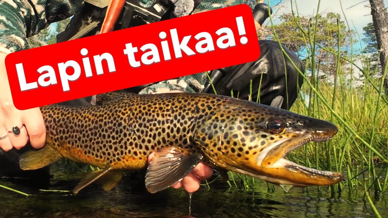LAPPI TARJOILI PARASTAAN!