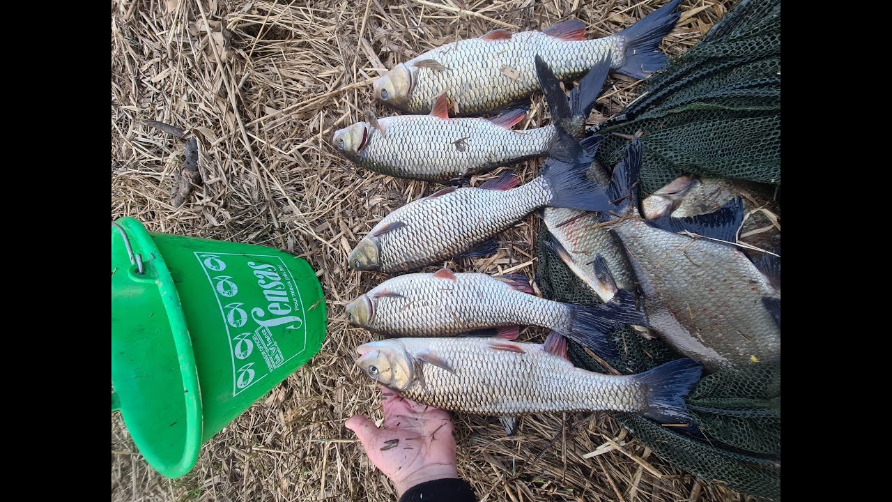 Голавли с лещами творят чудеса, отчёт № 302