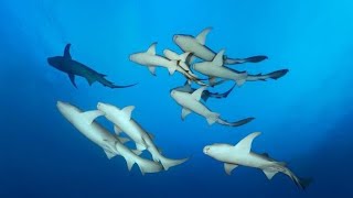 Huge volcano filled with SHARKS erupts in chilling NASA footage of underwater plume