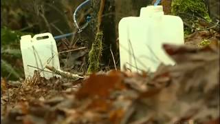 Celebrity I Love This Island: Tree tapping for maple syrup Profile