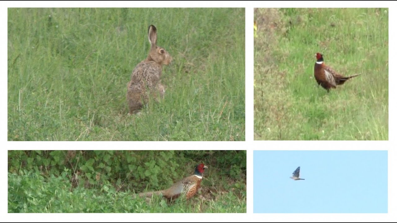 CACCIA a FAGIANI, PALOMBE e LEPRI - hunting for pheasant, hare, wood