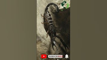 Thumbnail of Poisonous Scorpions | Scorpion Sting | #shorts