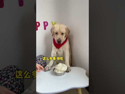 Video: Vai zelta retrīvers ir labradors?