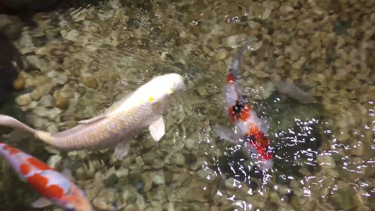 Japan fish tank YouTube